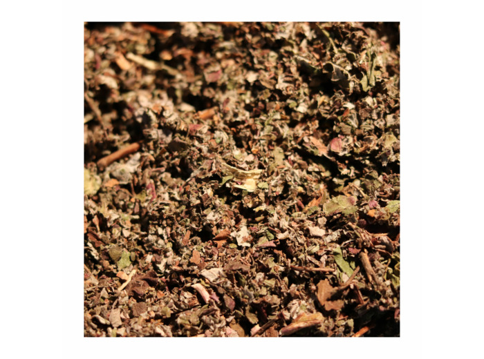 FRAGON PETIT HOUX - Rhizome coupé