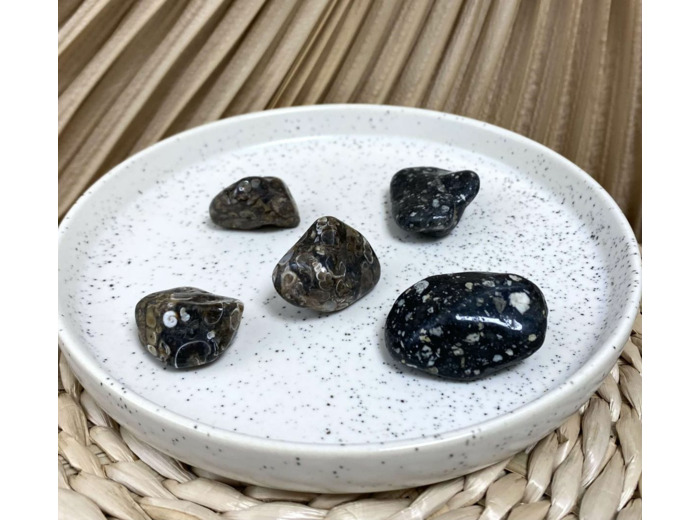 AGATE FOSSILE