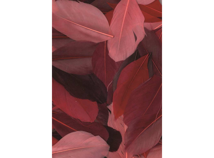 Plumes d'oie coupées - Camaïeu Rouge