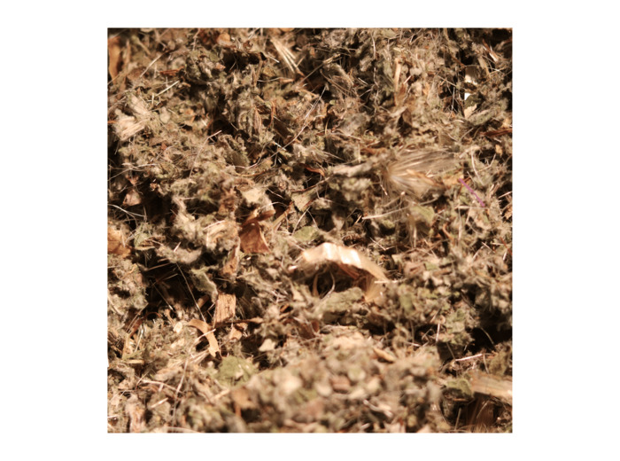 ARTICHAUT - Feuille coupée