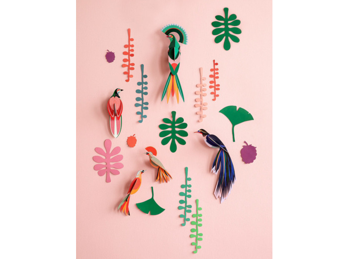 Mur de curiosités - Oiseaux de paradis