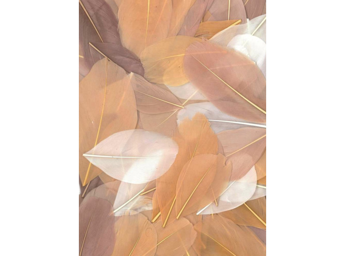 Plumes d'oie coupées - Camaïeu Beige