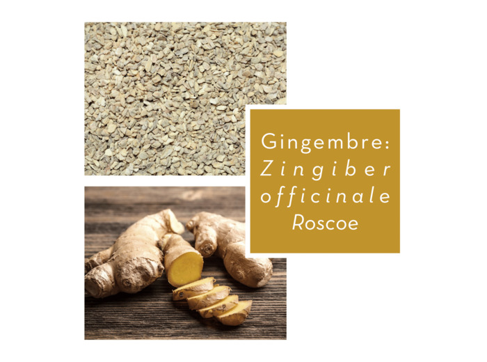 GINGEMBRE - Poudre