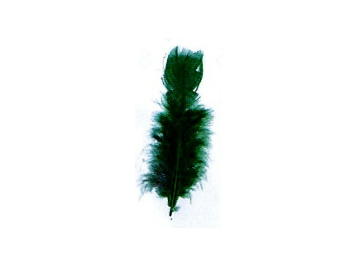 Plumes de dinde - Vert