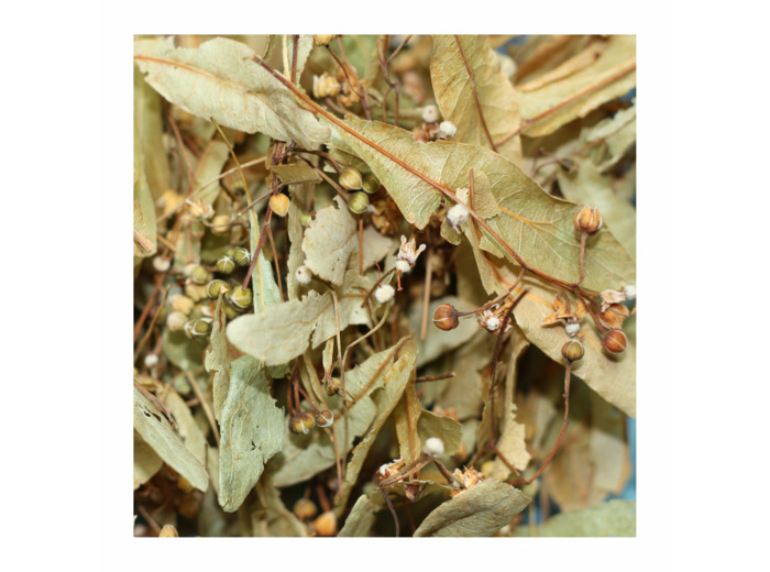 TILLEUL - Bractées coupées
