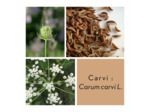 CARVI - Graine entière
