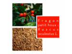 FRAGON PETIT HOUX - Rhizome coupé