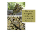 THÉ DES BERGERS - Sommités fleuries