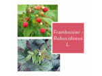 FRAMBOISIER - Feuille coupée