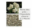 REINE DES PRÉS - Sommité fleurie coupée