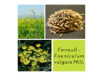 FENOUIL - Fruits