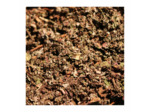 FRAGON PETIT HOUX - Rhizome coupé