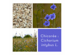 CHICORÉE - Racine coupée