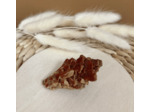 VANADINITE