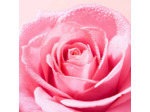 NUXE VERY ROSE LOT TONIQ FRAICHEUR 200ML