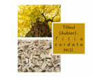 TILLEUL - Aubier