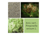 ANIS VERT - Fruit entier