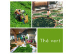 GENMAICHA - Thé vert