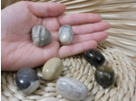 BOIS FOSSILE