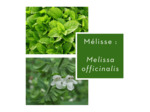 MÉLISSE - Feuilles coupées