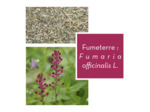 FUMETERRE - Partie aérienne coupée