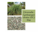 CITRONNELLE - Feuille coupée