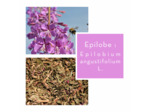 EPILOBE - Parties aériennes coupées