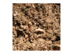 ARTICHAUT - Feuille coupée