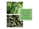 VERVEINE ODORANTE - Feuilles coupées