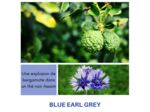 BLUE EARL GREY - Thé noir Bergamote