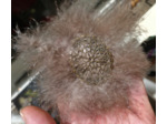 broche barrette en plumes
