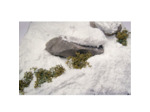 26820 Snow - Neige