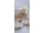 Collier opale de feu avec matrice plaqué or olpa673