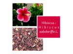 HIBISCUS - Fleur entière