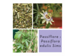PASSIFLORE - Parties aériennes