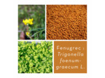 FENUGREC - Graine entière