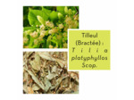 TILLEUL - Bractées coupées