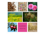 ALLAITEMENT - Infusion N°4