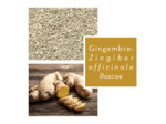 GINGEMBRE - Poudre