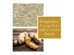 GINGEMBRE - Rhizome coupé