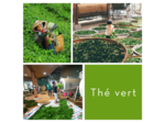 BANCHA - Thé vert
