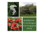 AUBÉPINE - Sommités fleuries