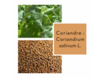 CORIANDRE - Graine entière