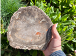 TRANCHES BOIS FOSSILE