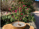 BRULEUR D'ENCENS MANDALA