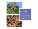 ARTICHAUT - Feuille coupée