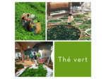 BANCHA - Thé vert