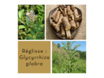 RÉGLISSE - Racines coupées