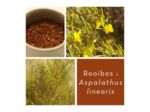ROOIBOS ROUGE - Feuilles coupées
