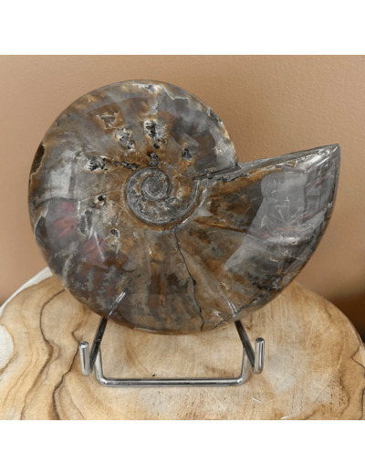 AMMONITE